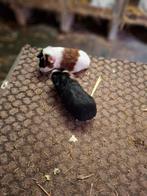 4 jonge cavia's, Dieren en Toebehoren, Augustus, Meerdere dieren, Cavia