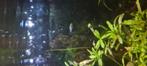 Platy's, Dieren en Toebehoren, Vis