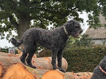 GEZOCHT boefdoodle dekreu beschikbaar voor biedingen