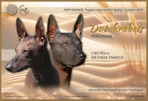 Peruaanse Naakhond Grande … Geboren 27/4/25, Dieren en Toebehoren, Honden | Poolhonden, Keeshonden en Oertypen, Reu, Overige rassen