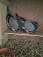 Postduiven pipers, Dieren en Toebehoren, Vogels | Duiven, Meerdere dieren, Postduif