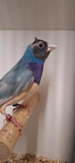 Tk mooi koppeltje Goulds zitten koud geringd, Dieren en Toebehoren, Vogels | Overige Vogels, Meerdere dieren, Tropenvogel, Geringd