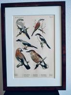 Litho Floericke Klauwier Klapekster Vlaamse gaai 1922, Ophalen of Verzenden