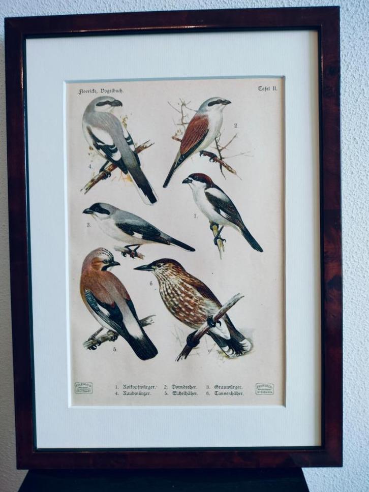 Litho Floericke Klauwier Klapekster Vlaamse gaai 1922, Antiek en Kunst, Kunst | Litho's en Zeefdrukken, Ophalen of Verzenden