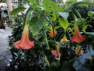 Aube s. een speciale Brugmansia  beschikbaar voor biedingen