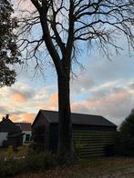 Es hout volledige boom, Tuin en Terras, Haardhout, 6 m³ of meer, Ophalen, Essenhout