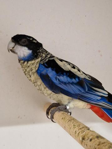 Brown rosella  beschikbaar voor biedingen