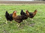 Mooie tamme harco kippen gesekst en ingeënt | goede leggers, Dieren en Toebehoren, Pluimvee, Kip, Vrouwelijk