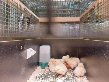 GRATIS: 2 Poule de Bresse kuikens bij... beschikbaar voor biedingen