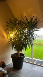 Yucca plant inclusief pot., Huis en Inrichting, Ophalen, Halfschaduw, Minder dan 100 cm