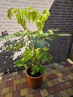 Fatsia japonica 'Variegata' – Bontbladige Vingerplant, me, Tuin en Terras, Planten | Tuinplanten, Halfschaduw, Overige soorten