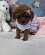 Toy poedel poodel, Dieren en Toebehoren, 8 tot 15 weken, Teef, Eén hond, Nederland