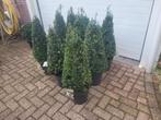 Ilex piramide, Ophalen, Hulst, Minder dan 100 cm