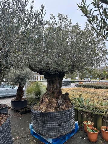 3 hele dikke bonsai olijfbomen beschikbaar voor biedingen