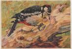 Grote bonte specht – Tini van Doornik, Ophalen of Verzenden, 1940 tot 1960, Ongelopen, Natuur