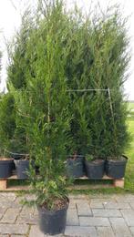 Leylandii 2001 in pot 140-150 cm., Tuin en Terras, Haag, Conifeer, Ophalen, 100 tot 250 cm