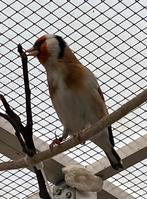 Te koop twee mooie major putters, Dieren en Toebehoren, Vogels | Overige Vogels, Vrouwelijk, Wildzangvogel, Geringd