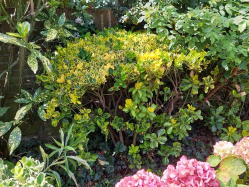 Japanse kardinaalsmuts, struik, haag, Tuin en Terras, Planten | Struiken en Hagen, Struik, Overige soorten, Minder dan 100 cm