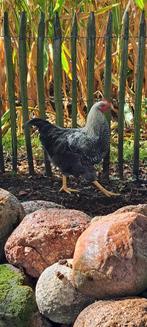 Lieve jonge haan, Dieren en Toebehoren, Juni, Mannelijk