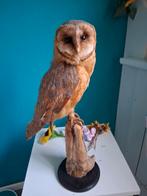 Opgezette Kerkuil - Taxidermie, Ophalen