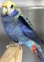 0-1 Blauwwang rosella gevraagd, Dieren en Toebehoren, Vogels | Parkieten en Papegaaien, Vrouwelijk, Parkiet, Geringd