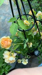 David Austin rosa Bring Me Sunshine roos, Tuin en Terras, Planten | Tuinplanten, Ophalen, Zomer, Volle zon