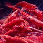 Neocaridina Red Fire Garnalen, Dieren en Toebehoren, Vissen | Aquariumvissen, Kreeft, Krab of Garnaal