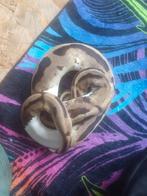 Ball python, Dieren en Toebehoren, Reptielen en Amfibieën, Slang, Tam