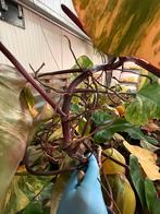 Philodendron Strawberry Shake Stekje - Vers Gesneden!, Huis en Inrichting, Kamerplanten, Ophalen of Verzenden, Halfschaduw, Minder dan 100 cm