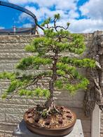 Bonsai Witte Den (Pinus Parviflora), Tuin en Terras, Planten | Bomen, Ophalen, Volle zon, Overige soorten, Minder dan 100 cm