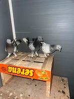 Taklas, Dieren en Toebehoren, Vogels | Duiven