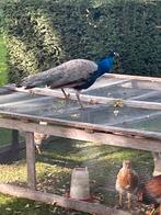Jonge blauwe pauwen, Dieren en Toebehoren, Pluimvee, Meerdere dieren, Overige soorten