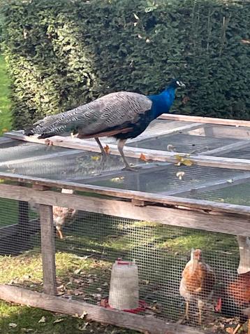 Jonge blauwe pauwen beschikbaar voor biedingen