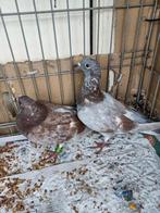 Jonge koppel postduiven, Dieren en Toebehoren, Vogels | Duiven, Meerdere dieren