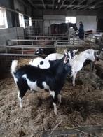 dekbok, Dieren en Toebehoren, Mannelijk, Geit, 0 tot 2 jaar