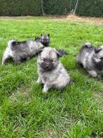Wolfsgrauwe keeshond pups (blauwe kees), Keeshond, CDV (hondenziekte), 8 tot 15 weken, Meerdere