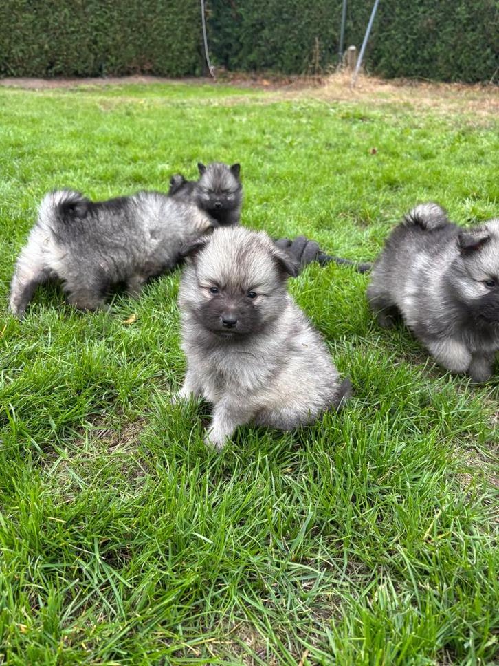 Wolfsgrauwe keeshond pups (blauwe kees), Dieren en Toebehoren, Honden | Poolhonden, Keeshonden en Oertypen, Meerdere dieren, Keeshond