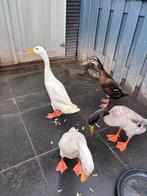 4 Indische loopeenden, Meerdere dieren