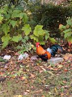 Hollandse kriel haan, Dieren en Toebehoren, Pluimvee, Mannelijk, Kip