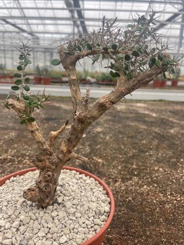 Caudex Alluaudia Comosa (Didierea Comosa) Madagaskar beschikbaar voor biedingen