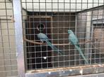 Koppel blauwe halsband parkieten, Dieren en Toebehoren, Vogels | Parkieten en Papegaaien, Meerdere dieren, Parkiet
