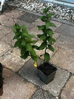 Te koop of te ruil! Herfstaster, Tuin en Terras, Planten | Tuinplanten, Ophalen of Verzenden, Herfst, Halfschaduw