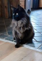 Maine coon dekkater met stamboom, Dieren en Toebehoren