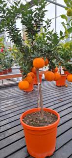 Citrus chinotto., 100 tot 250 cm, Zomer, Palmboom, Ophalen