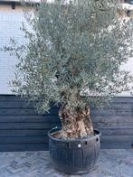 Olea europaea olijfboom stamomtrek 120/140 cm, 100 tot 250 cm, Olijfboom, Zomer, Ophalen