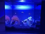 Zoutwater aquarium!, Gevuld zeewateraquarium, Gebruikt, Ophalen