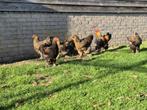 Prachtige brahma goudpatrijs, Dieren en Toebehoren, Pluimvee, Meerdere dieren, Kip
