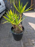 Yucca Elephantipes, Ophalen, Zomer, Overige soorten, Volle zon