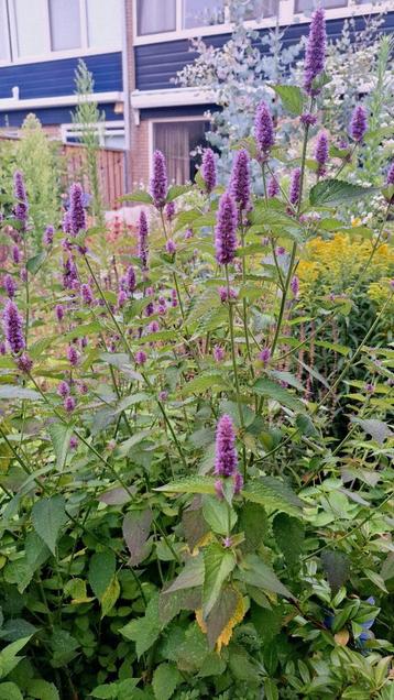 Dropplant (Agastache foeniculum) beschikbaar voor biedingen