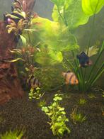 Tropische vissen, Dieren en Toebehoren, Vissen | Aquariumvissen, Vis